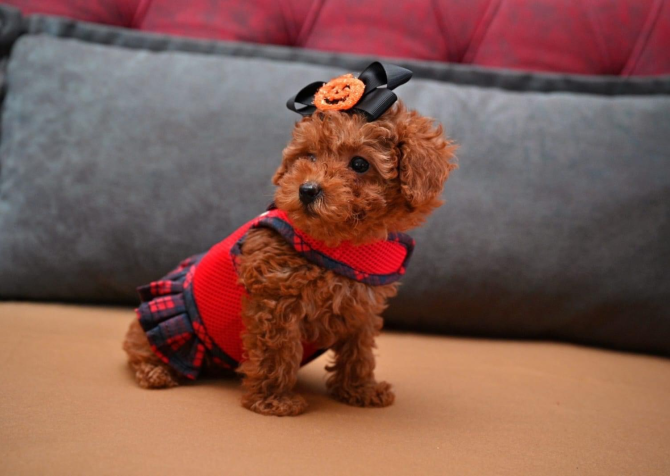 Korekan toy poodle yavrularımız